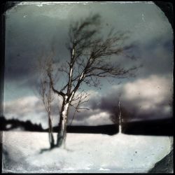 Bare trees on snow covered landscape