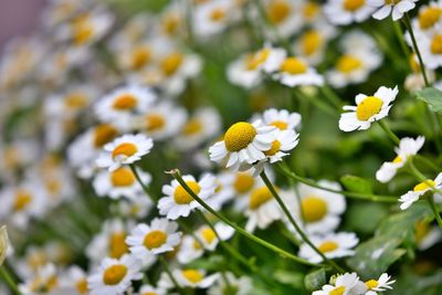 Close-up of white daisy flowers on field