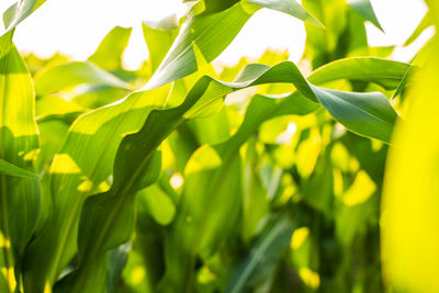 Close-up of fresh green leaves