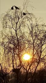 Low angle view of silhouette tree against sky during sunset