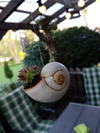 Close-up of potted plant on table