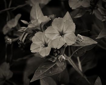 Close-up of flowers