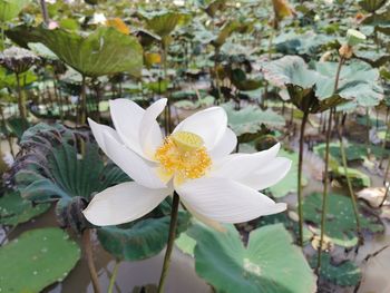 Close-up of white lotus water lily