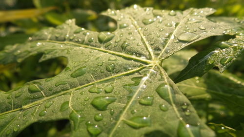 Close-up of wet leaves on rainy day