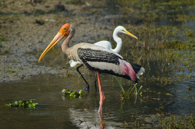 Birds in a lake