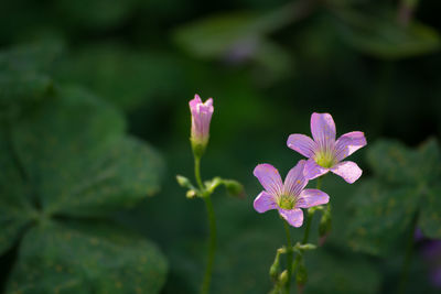 Close-up of flowers blooming outdoors