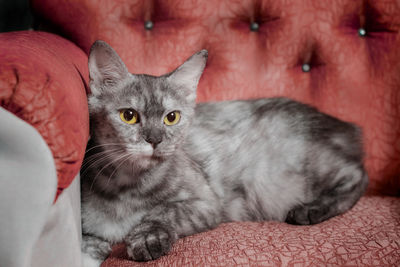 Close-up portrait of a cat