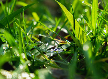 Raindrops on grass