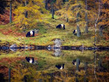 Horses in forest during autumn