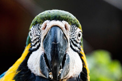 Close-up portrait of a parrot