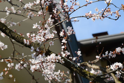 Low angle view of cherry blossoms in spring