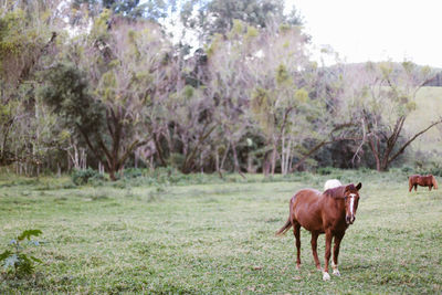 Horses grazing on grassy field