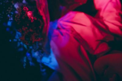 Close-up of red rose flower