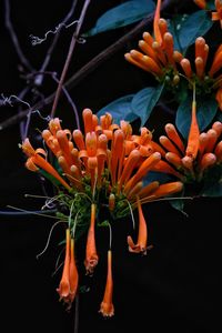 Close-up of orange flowers