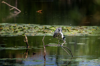 Bird on a lake