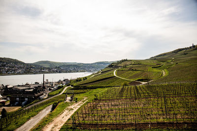 Scenic view of agricultural field against sky