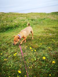 View of a dog on field