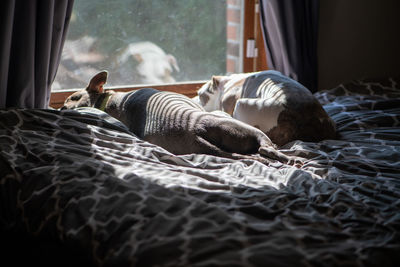 Close-up of a cat sleeping on bed at home