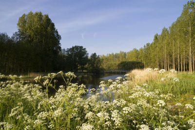 Scenic view of lake in forest against sky