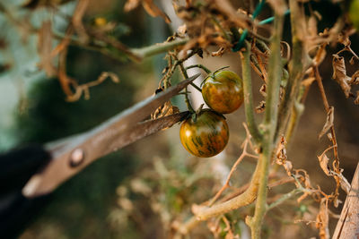 Close-up of fruit on tree