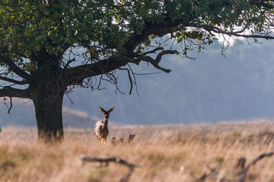 Deer on tree against sky