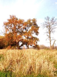 Scenic view of grassy field against sky