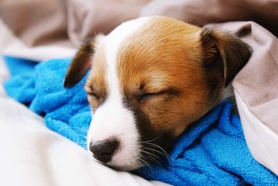 Close-up of puppy sleeping on bed
