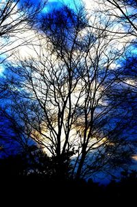 Low angle view of silhouette bare trees against sky