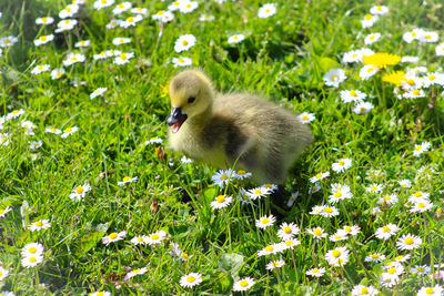 View of a bird on field