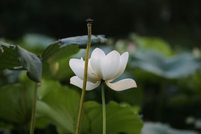 Close-up of white flowering plant