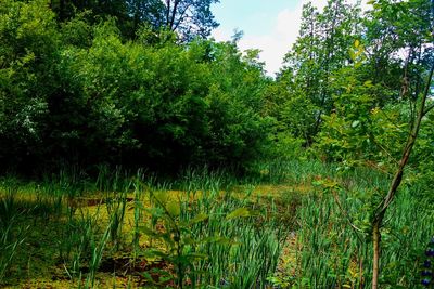 Scenic view of lake in forest against sky