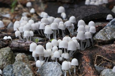 Close-up of white mushrooms growing on field