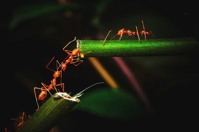 Close-up of ant on plant