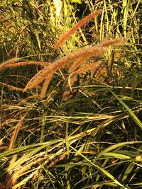 Close-up of grass growing on field