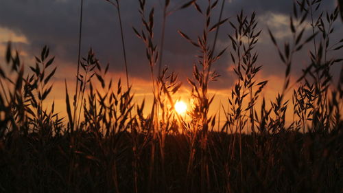 Scenic view of field against sky at sunset