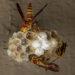 Close-up of paper wasps on nest