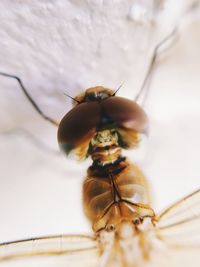 Close-up of bee