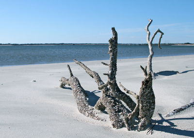 Dead tree on beach against clear sky