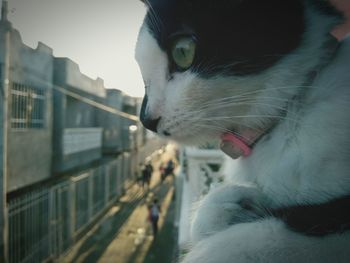 Close-up of cat by car against sky