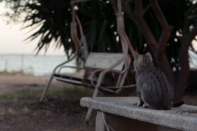 Cat sitting on bench