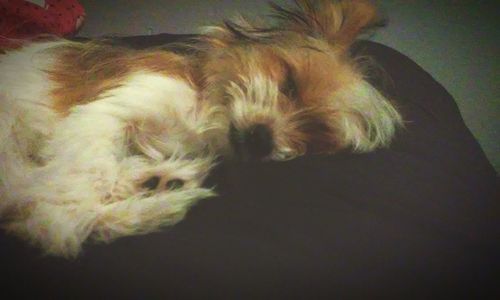 Close-up of dog sleeping