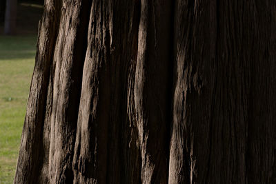 Close-up of tree trunk