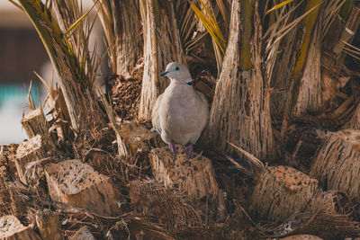 Close-up of birds perching on nest