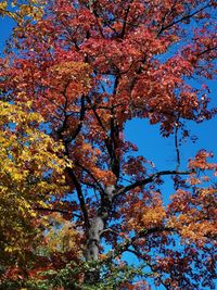 Low angle view of cherry blossom tree against sky
