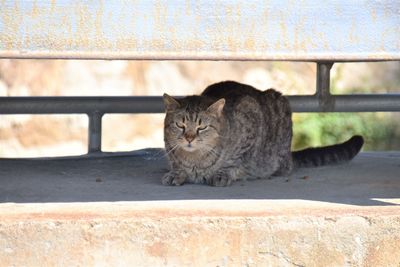 Portrait of cat relaxing on wall