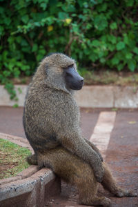 Olive baboon sitting on stone bench