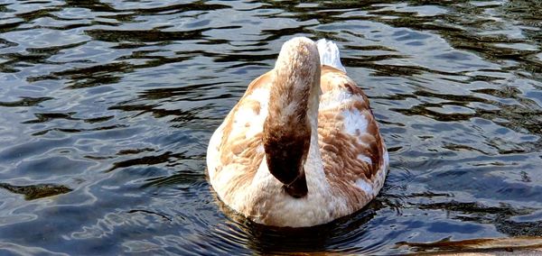 High angle view of swan swimming in lake