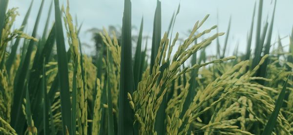 Close-up of wheat growing on field