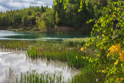 Scenic view of lake by trees