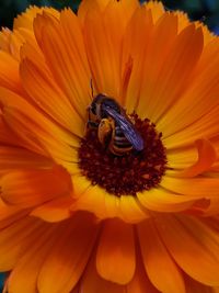 Close-up of honey bee on yellow flower